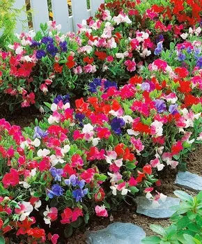 Душистый горошек Маленькая возлюбленная