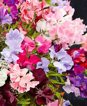 Душистый горошек Спенсер Яркий набор