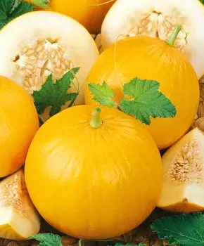 Дыня Колхозница