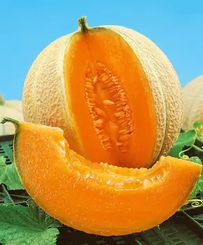 Дыня Малага F1