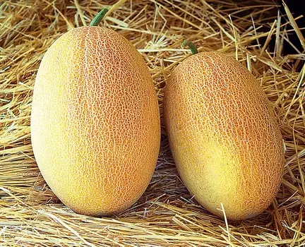 Дыня Оксана F1