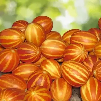 Дыня вьетнамская Подарок дедушки Хо Ши Мина