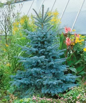 Ель голубая Глаука