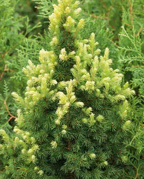 Ель канадская Рэйнбоуз Энд