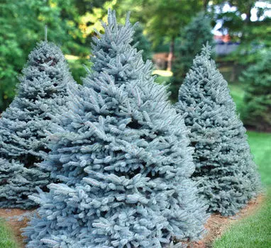 Ель Мисти блю