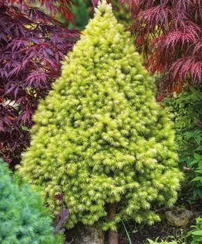 Ель сизая Белая Дейзи