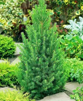 Ель сизая Коника