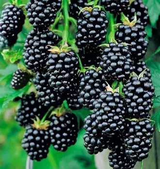 Ежевика Бжезина