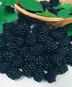 Ежевика Честер