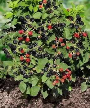 Ежевика Искорка