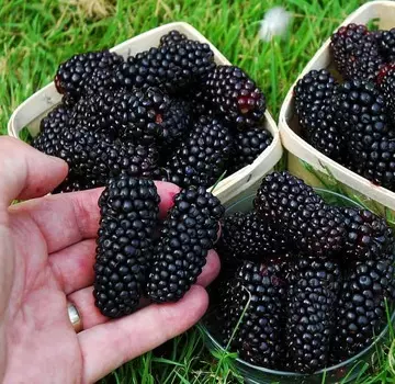 Ежевика Карака чёрная