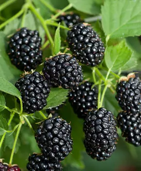 Ежевика Релевант