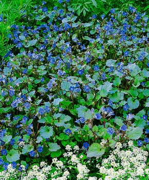 Фацелия Колокольчиковая