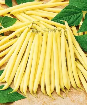 Фасоль Бланш