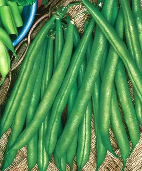 Фасоль Месси