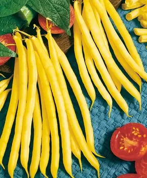 Фасоль Златовласка