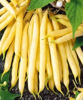 Фасоль Золото скифов F1