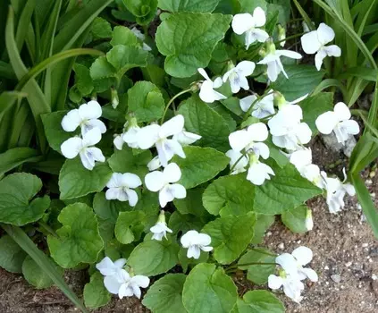 Фиалка Патрена