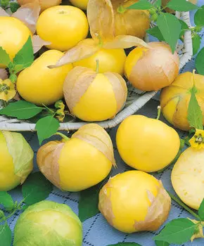 Физалис Амарилла овощной