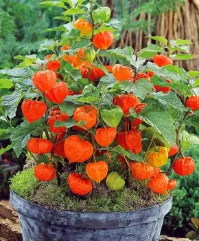 Физалис Декоративный