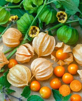 Физалис Золотая россыпь земляничный