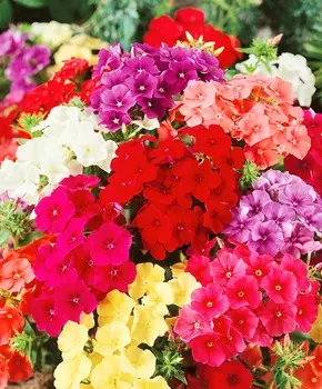 Флокс Бьюти Радужный набор