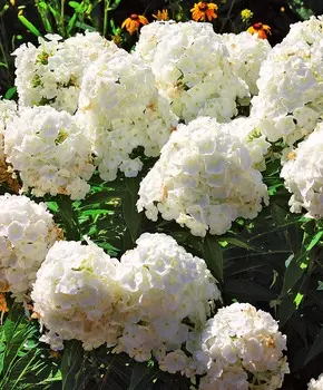 Флокс Белый адмирал