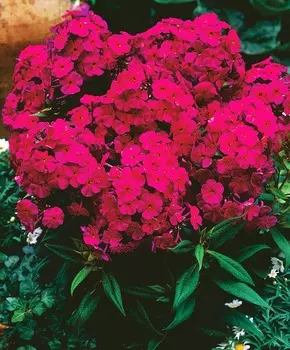 Флокс Далила