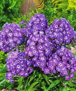 Флокс Фиолетовый рай