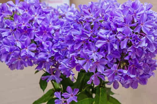 Флокс Гордость России