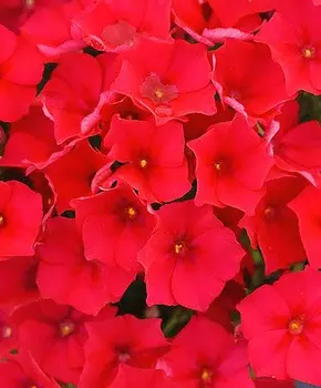 Флокс Этнис Красный бархат