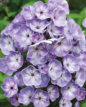 Флокс Юник олд блю