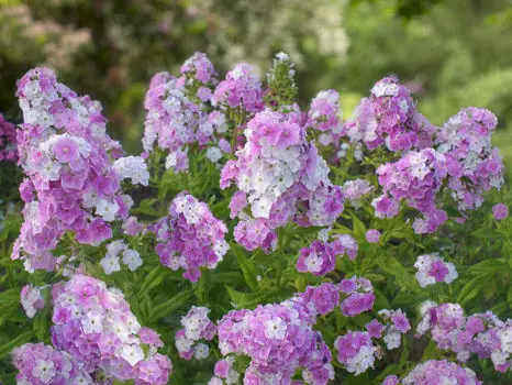 Флокс Кул вотер