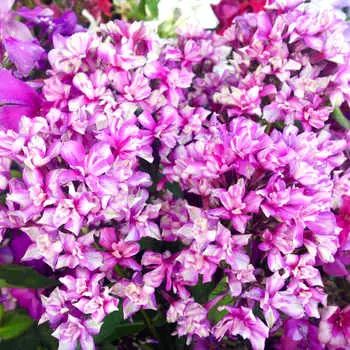 Флокс Квазимодо