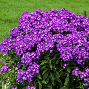 Флокс Лаура