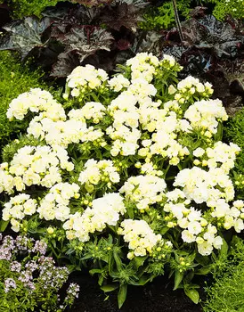 Флокс махровый Белый