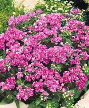 Флокс махровый Лилово-голубой