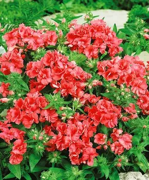 Флокс махровый Персиковый