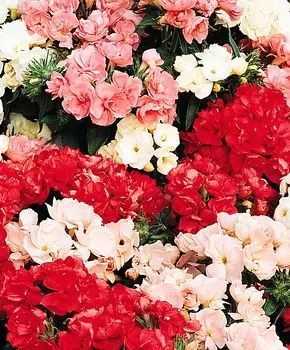 Флокс махровый Яркий набор