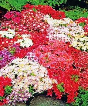 Флокс Мерцающие звёзды