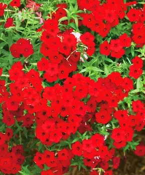 Флокс Мисс Мари