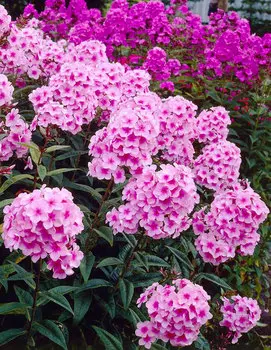 Флокс Мисс Пеппер