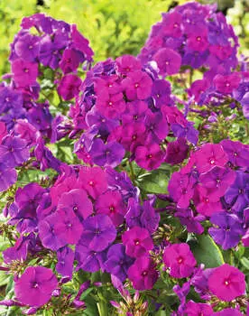 Флокс Никольский