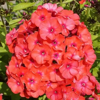 Флокс Оранжевый совершенный