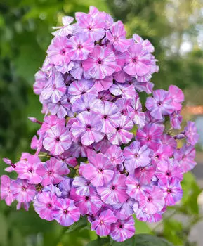 Флокс Отэм джой