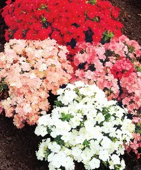 Флокс Пастельный мелок набор