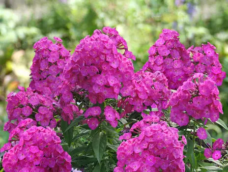 Флокс Павел Бажов