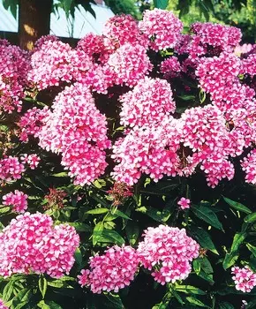 Флокс Перчинка