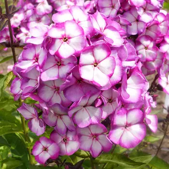 Флокс Свит Саммэр Фэнтези