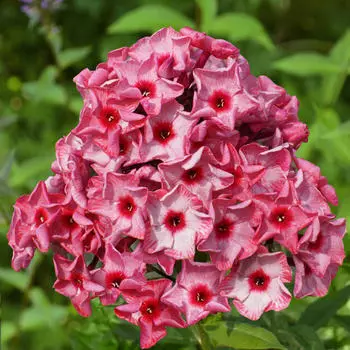 Флокс Уральские сказы